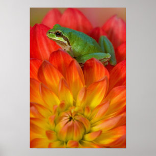 Pacifische boomkikker op bloemen poster