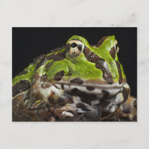 Pacifische gehoornde kikker Ceratophrys stolzmanni Briefkaart