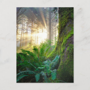 Pacifische kustwoud, Oregon Briefkaart