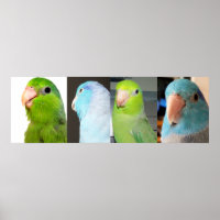 Pacifische parrotlets Groene blauwe vogels 36 x 12