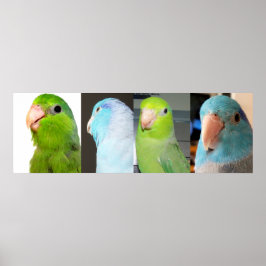 Pacifische parrotlets Groene blauwe vogels 36 x 12 Poster