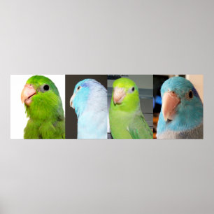 Pacifische parrotlets Groene blauwe vogels 36 x 12 Poster