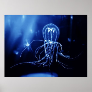 Pacifische vloervis poster