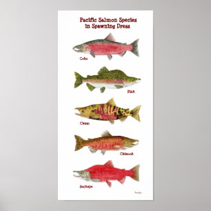 Pacifische zalmsoorten KunstPoster Poster