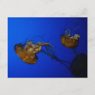 Pacifische Zee Nettle Jellyfish Briefkaart