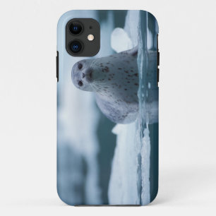 pacifische zeehond, Phoca vitulina richardsi iPhone 11 Hoesje