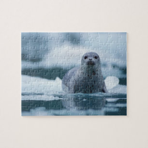 pacifische zeehond, Phoca vitulina richardsi Legpuzzel