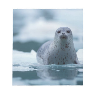 pacifische zeehond, Phoca vitulina richardsi Notitieblok