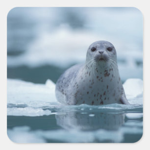 pacifische zeehond, Phoca vitulina richardsi Vierkante Sticker