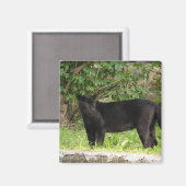 Pacing Panther Magnet Magneet (Voorkant / Achterkant)