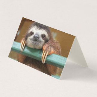 Pack 25 Cartes vides Sloth, à toute occasion