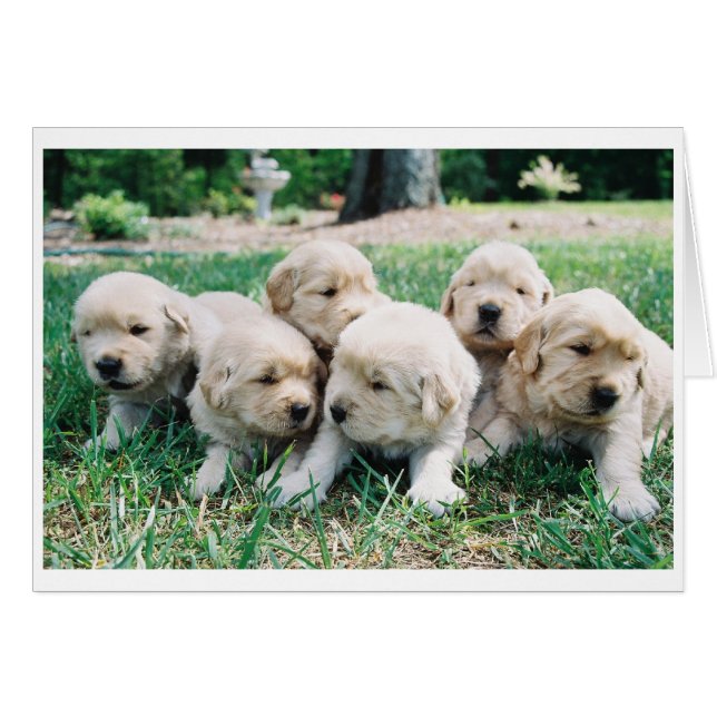Pack Golden Retriever Puppy 6 (Devant horizontal)