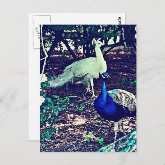  packs briefkaart (Voorkant / Achterkant)