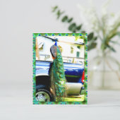 Pacock sur une carte postale de ramassage (Debout devant)