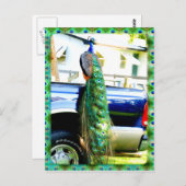 Pacock sur une carte postale de ramassage (Devant / Derrière)