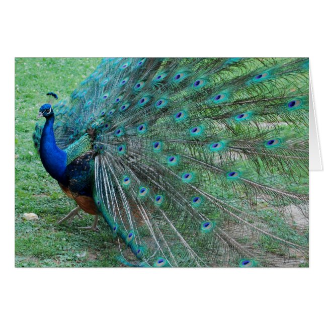 Pacockparadijsvogel (Voorkant Horizontaal)