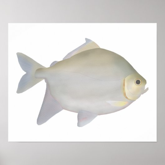 Pacu Murutinga Poster (Voorkant)