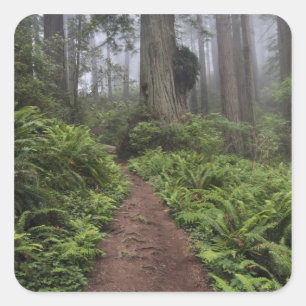 Pad door de reusachtige sequoia's gehuld 2 vierkante sticker