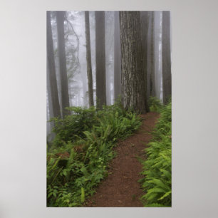 Pad door de reusachtige sequoia's gehuld poster
