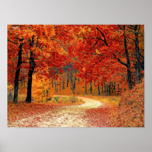 Pad in het bos, herfst poster