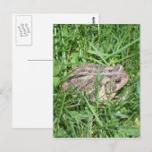 Pad in het Gras Briefkaart (Voorkant / Achterkant)