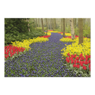 Pad van druifhyacint, narcissen en foto afdruk