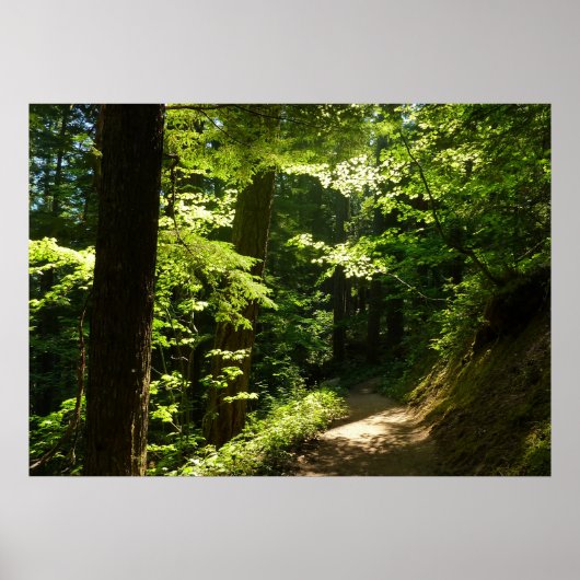 Pad van Silver Falls Poster (Voorkant)
