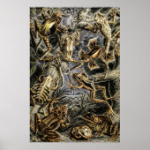 padden en kikkers van het Poster Ernst Haeckel (Voorkant)