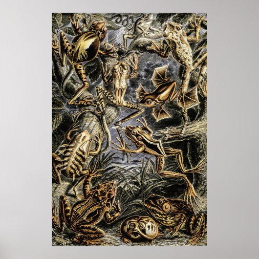 padden en kikkers van het Poster Ernst Haeckel (Voorkant)
