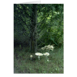 Paddenstoel Beauty Poem-kaart