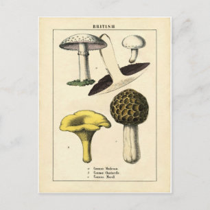  paddenstoel Botanische afdrukken Briefkaart