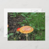 Paddenstoel Briefkaart (Voorkant / Achterkant)