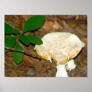 Paddenstoel Foto Poster