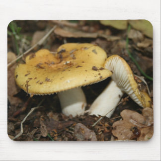 paddenstoel Muismuis Muismat