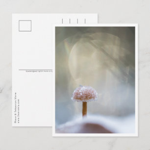 Paddenstoel Natuur Foto Briefkaart