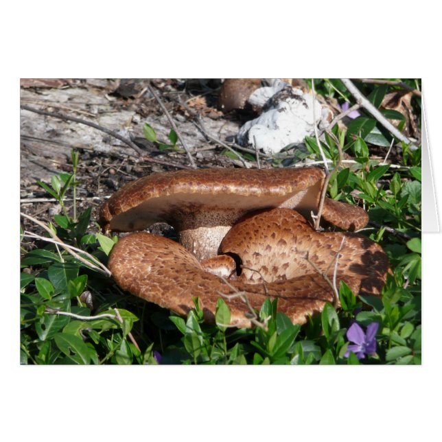 paddenstoelen (Voorkant Horizontaal)