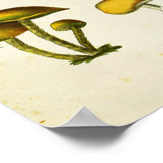 paddenstoelen 1839 Art Afdrukgeel Groen Poster (Hoek)