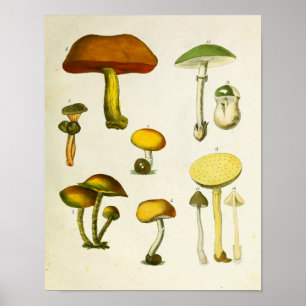  paddenstoelen 1839 Art Afdrukgeel Groen Poster