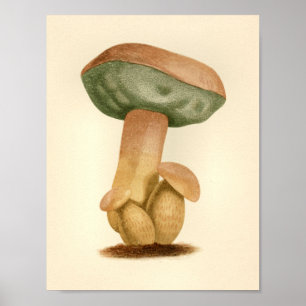 paddenstoelen 1861 Art Afdrukken Groen Pet Poster