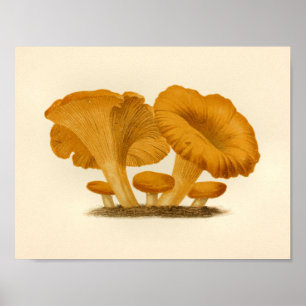 paddenstoelen 1861 Kunst printgele Fungus Poster
