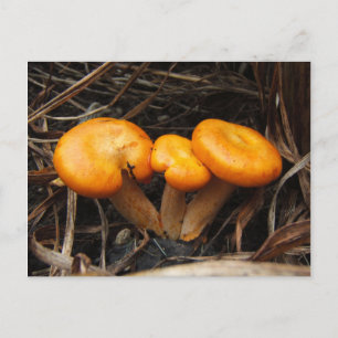 Paddenstoelen 299 ~ briefkaart