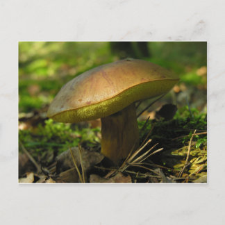paddenstoelen briefkaart
