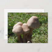paddenstoelen briefkaart (Voorkant / Achterkant)