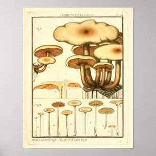  paddenstoelen Bruin Pet Franse kunst afdrukken Poster