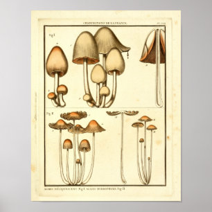  paddenstoelen Bruin Pet Franse kunst afdrukken Poster