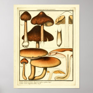  paddenstoelen Bruin Pet Franse kunst afdrukken Poster