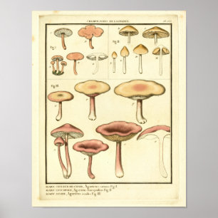  paddenstoelen Bruin Roze Franse kunst Afdrukken Poster