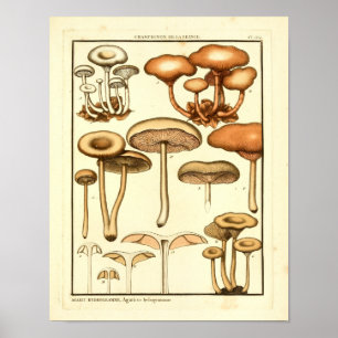  paddenstoelen Bruin White French Art Print