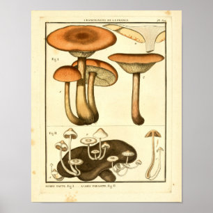 paddenstoelen Bruin White French Art Print