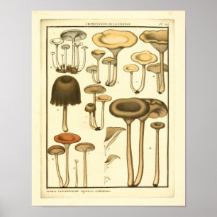  paddenstoelen Bruin White French Art Print